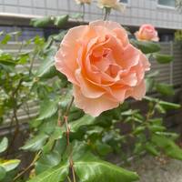 画像1643