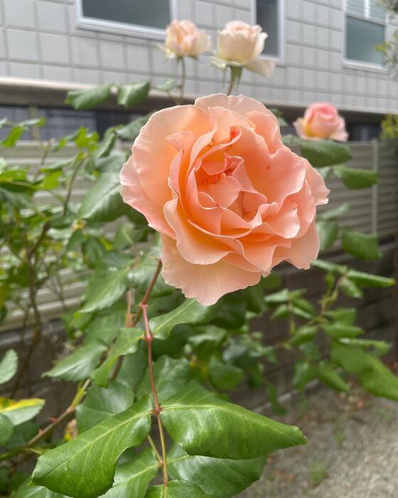 画像1643